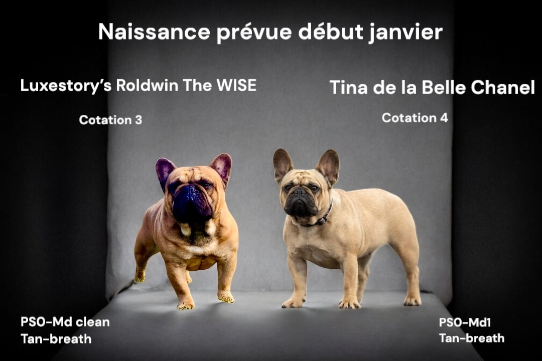 De La Belle Chanel - Nouveau mariage à l élevage