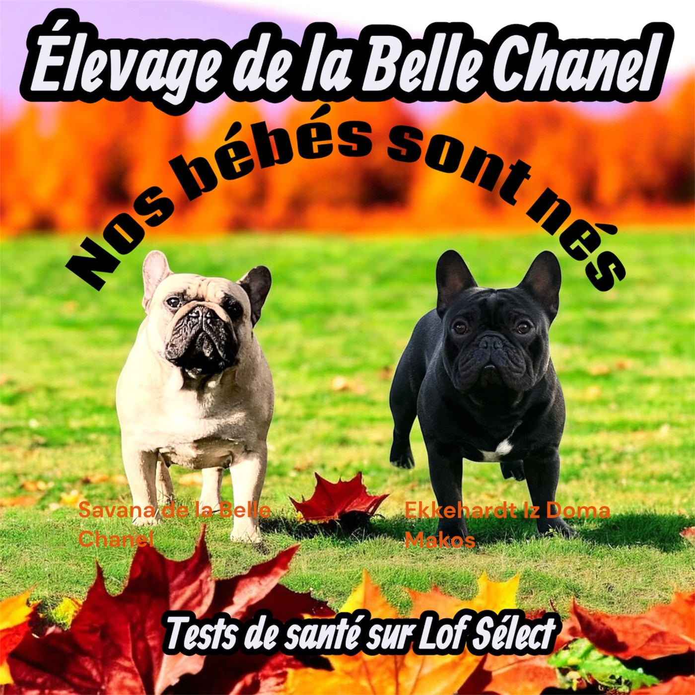 Nouvelle naissance A l élevage
