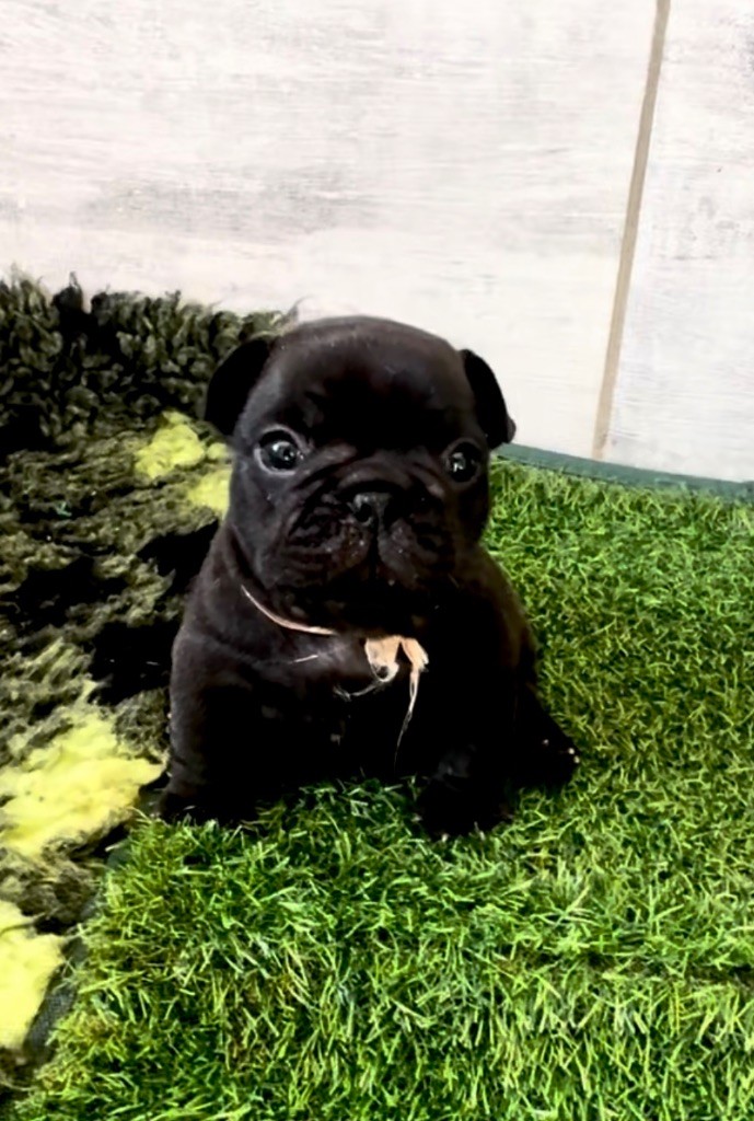 De La Belle Chanel - Chiots disponibles - Bouledogue français