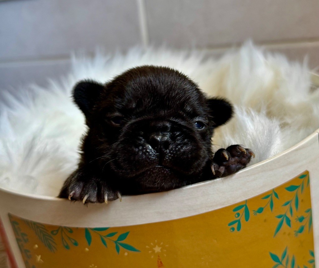 De La Belle Chanel - Chiots disponibles - Bouledogue français