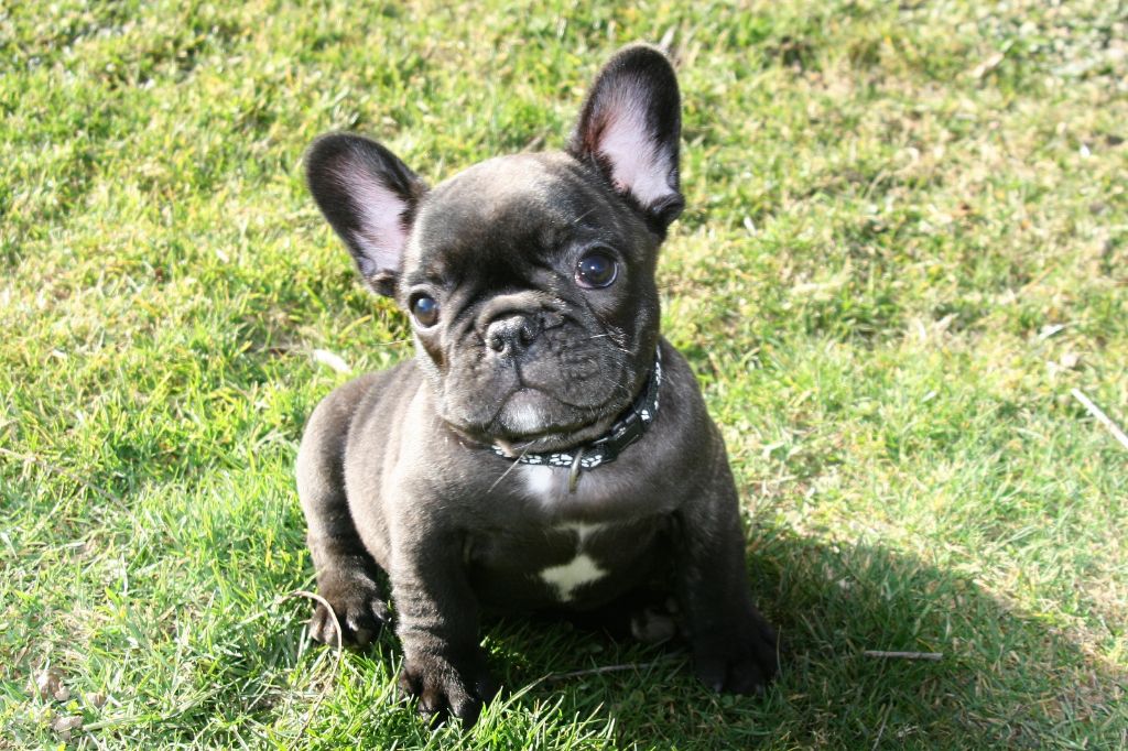 De La Belle Chanel - Bouledogue français - Portée née le 13/12/2018