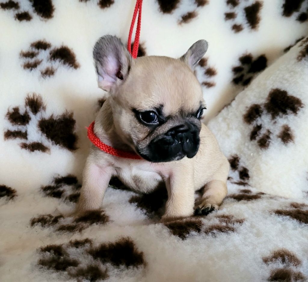 De La Belle Chanel - Bouledogue français - Portée née le 16/05/2023