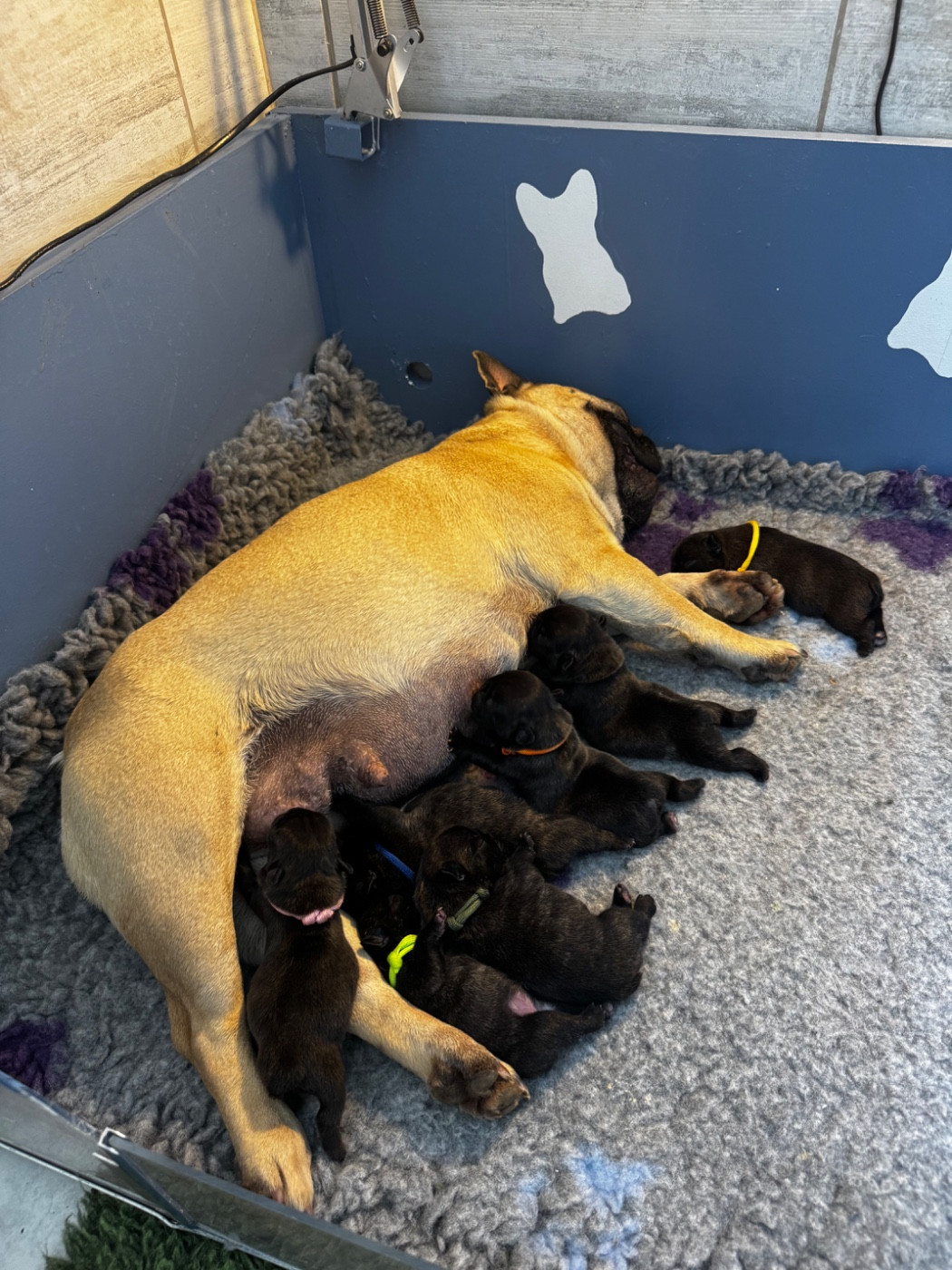 Chiot Bouledogue français De La Belle Chanel