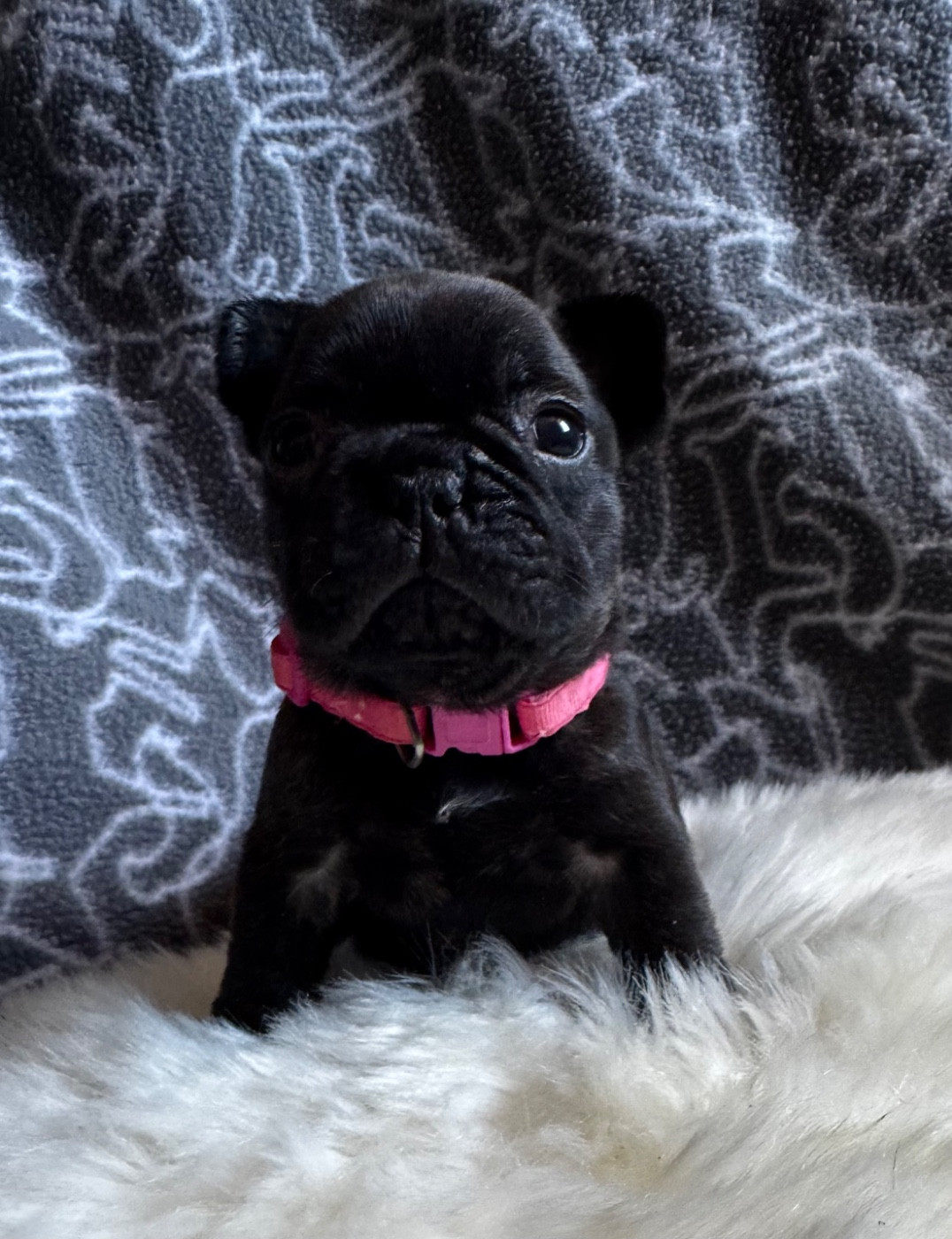 De La Belle Chanel - Chiots disponibles - Bouledogue français