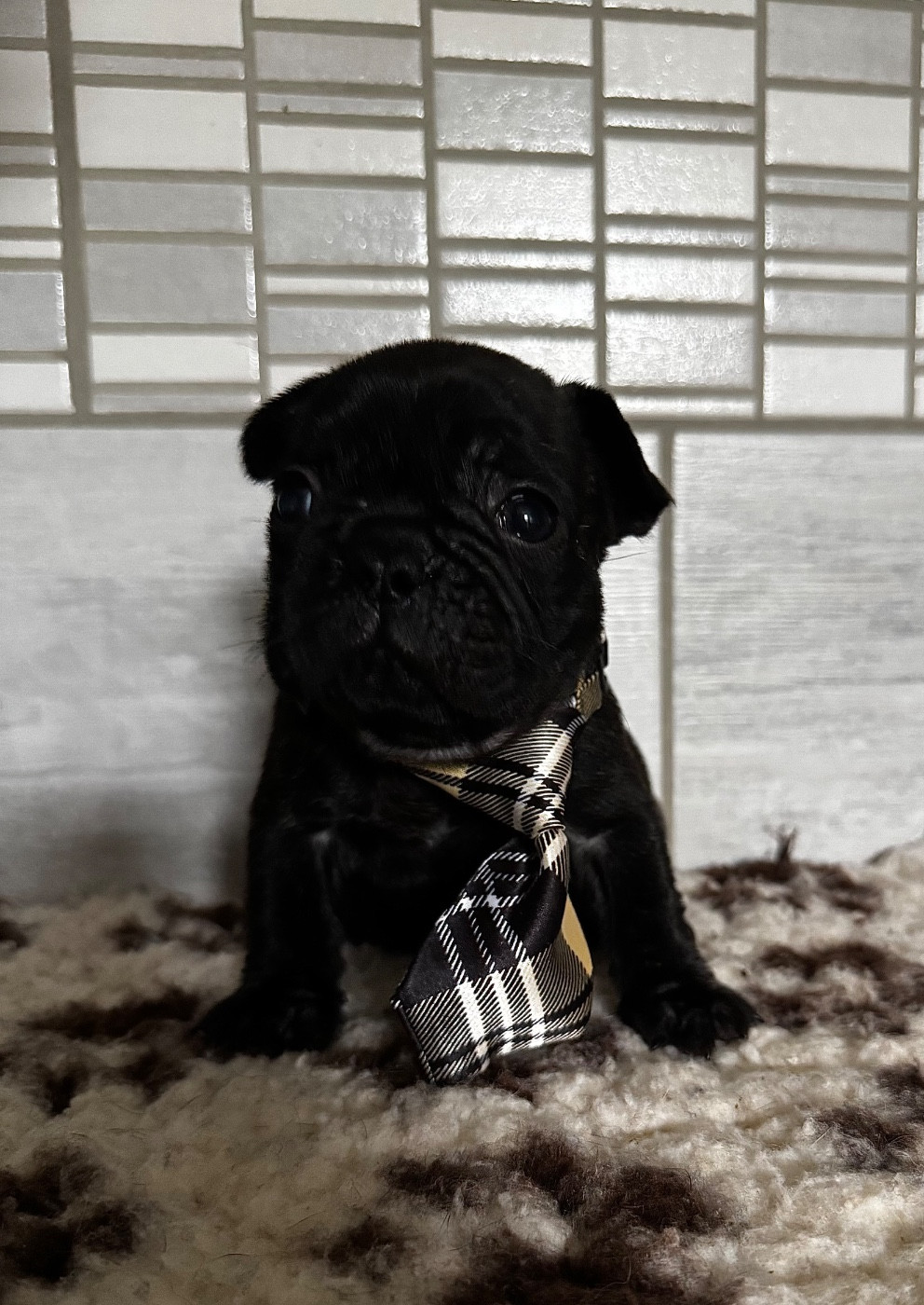 De La Belle Chanel - Chiots disponibles - Bouledogue français