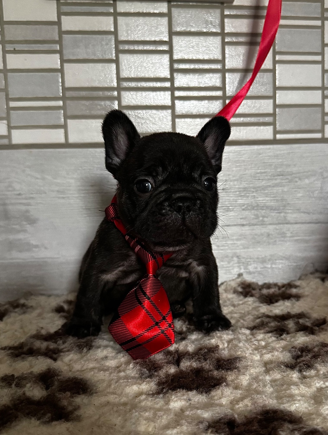 De La Belle Chanel - Chiots disponibles - Bouledogue français