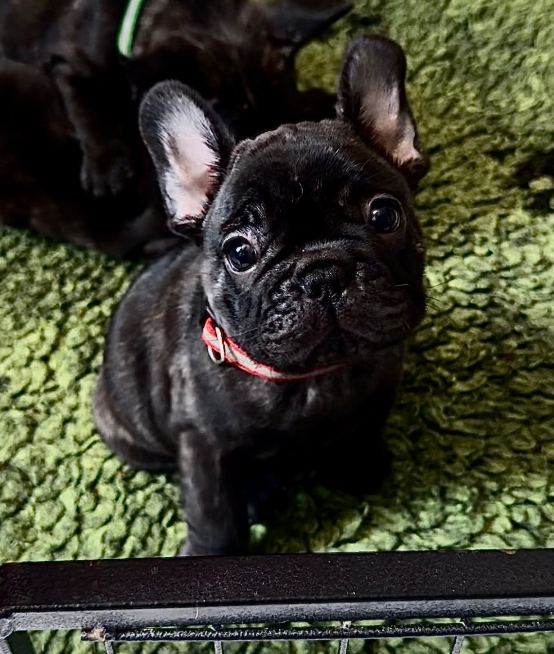 De La Belle Chanel - Chiots disponibles - Bouledogue français