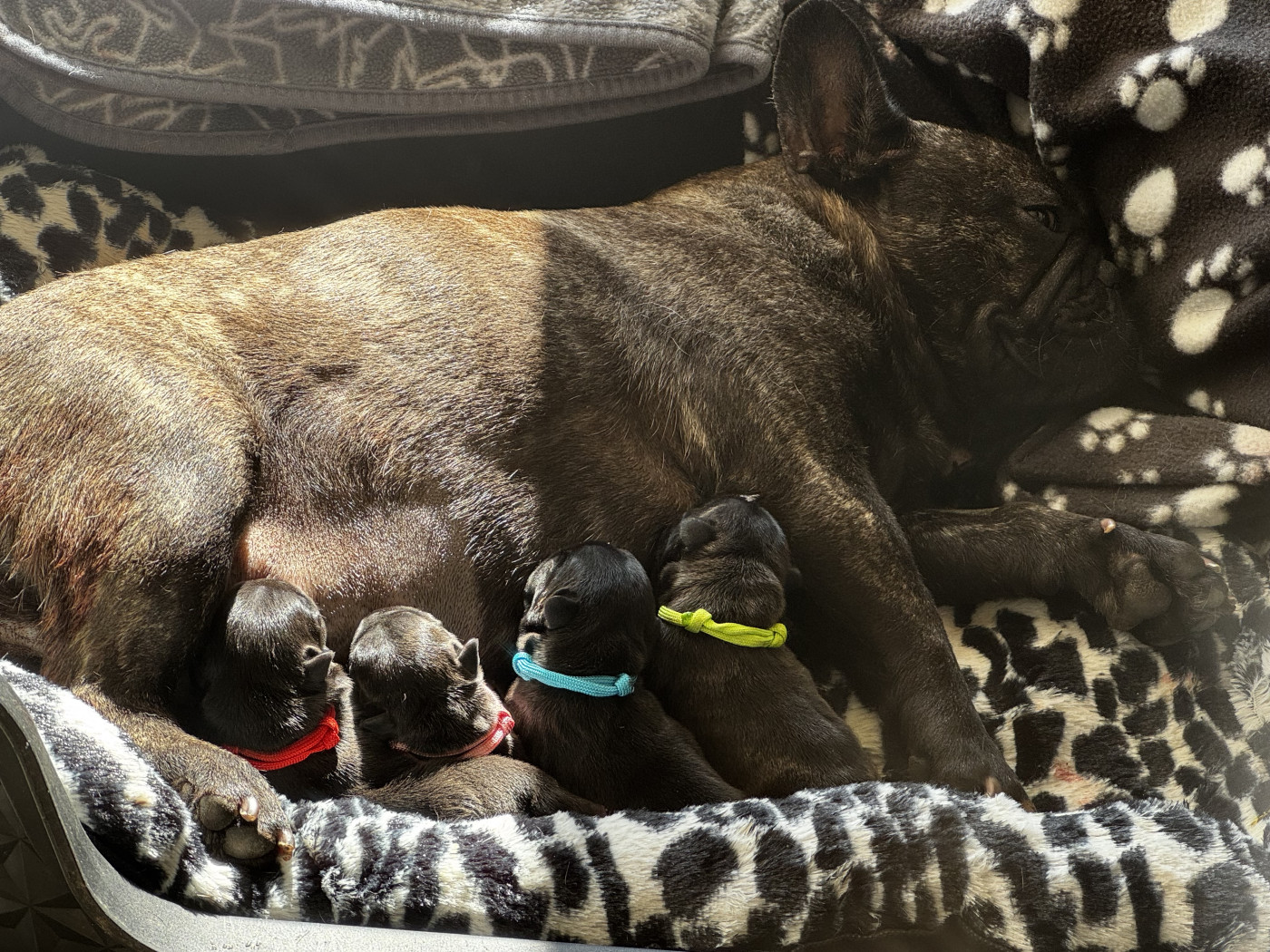 Chiot Bouledogue français De La Belle Chanel