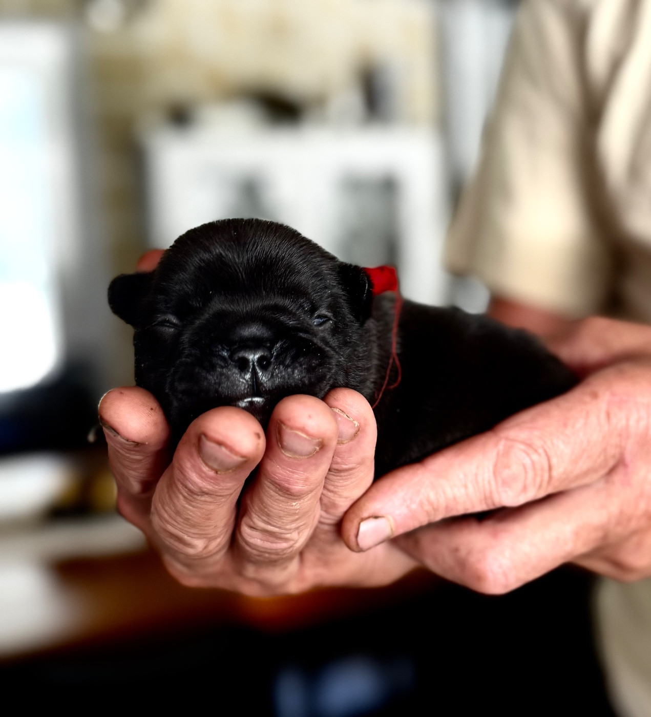 De La Belle Chanel - Chiots disponibles - Bouledogue français