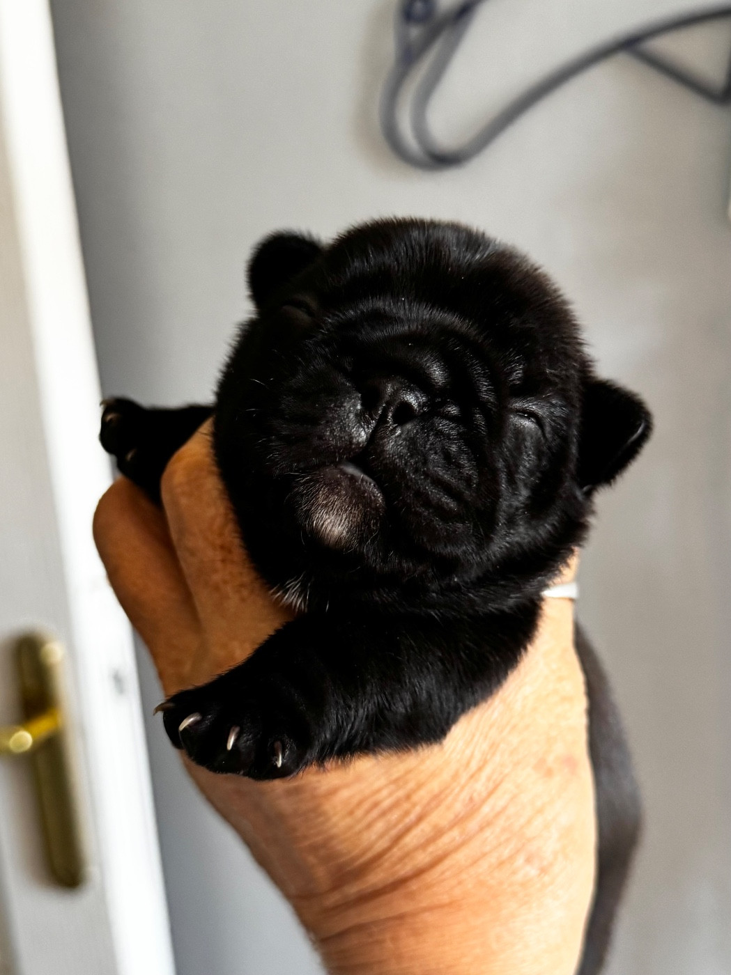 De La Belle Chanel - Chiots disponibles - Bouledogue français