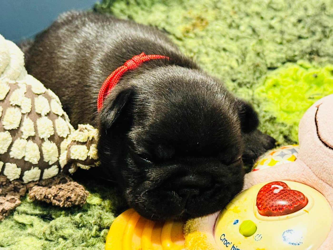 De La Belle Chanel - Chiots disponibles - Bouledogue français