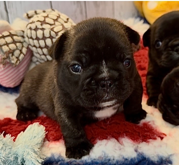 De La Belle Chanel - Chiots disponibles - Bouledogue français