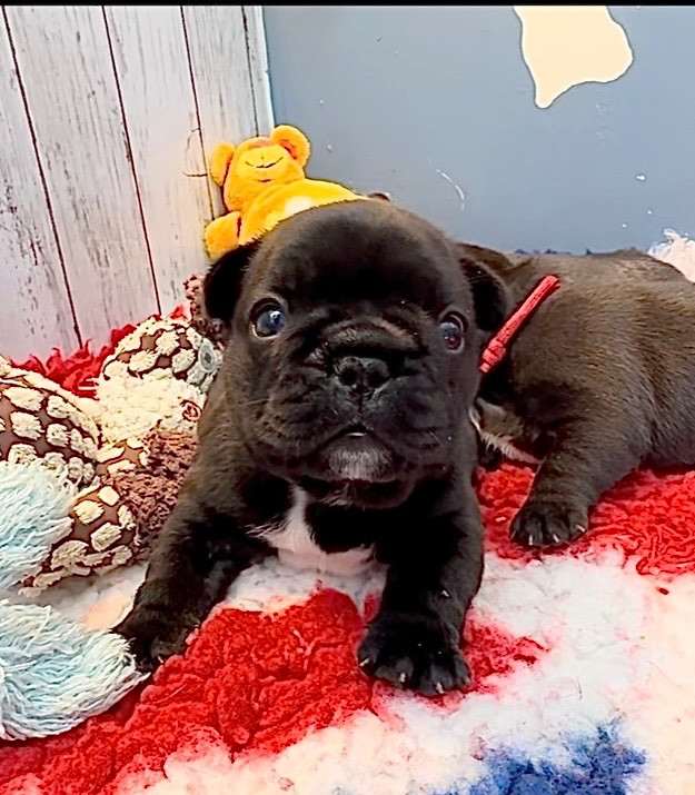 De La Belle Chanel - Chiots disponibles - Bouledogue français