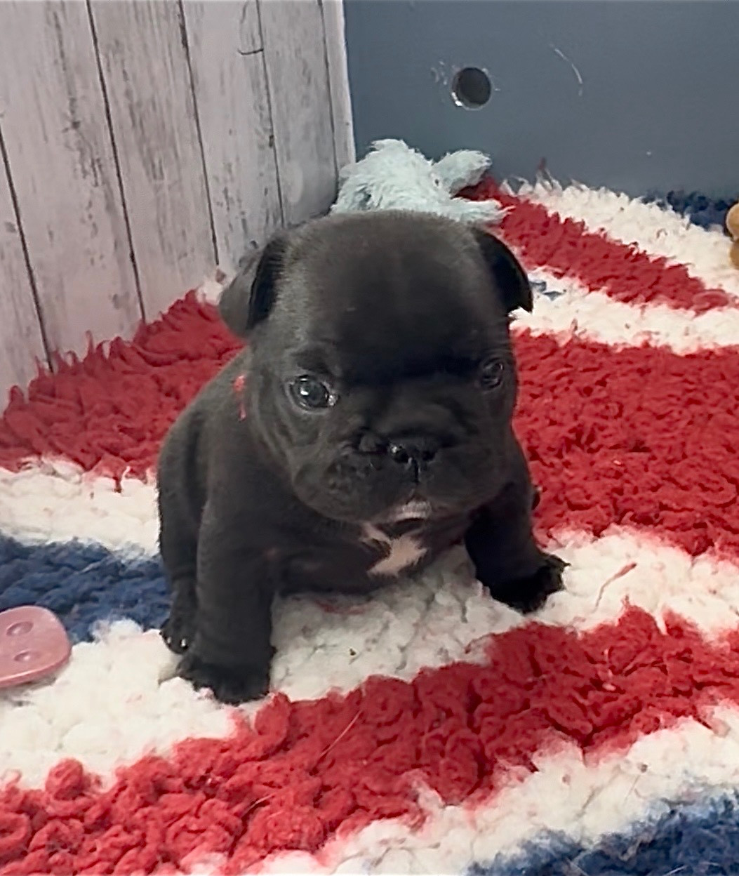 De La Belle Chanel - Chiots disponibles - Bouledogue français