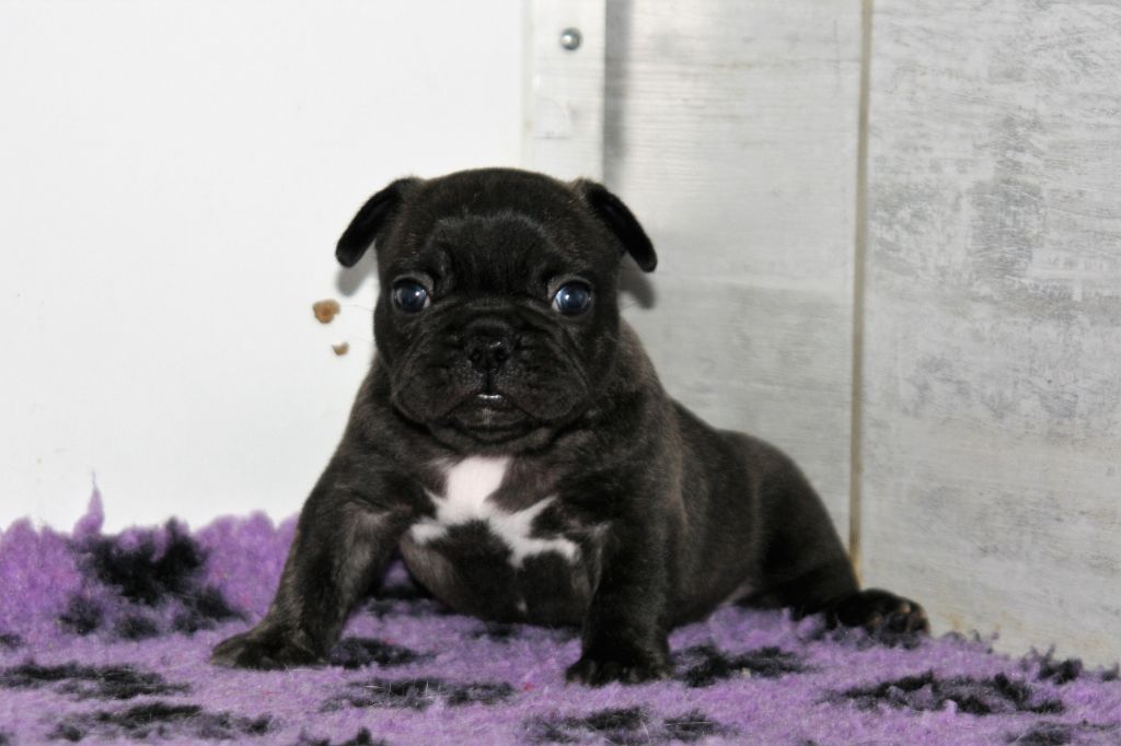 petit male