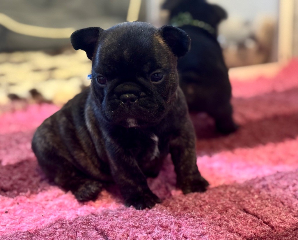 De La Belle Chanel - Chiots disponibles - Bouledogue français