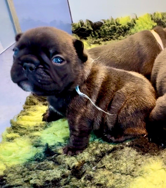 De La Belle Chanel - Chiots disponibles - Bouledogue français