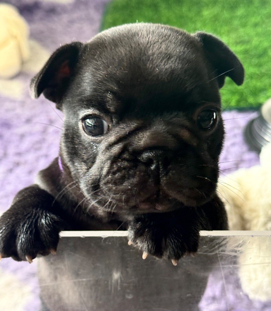 De La Belle Chanel - Chiots disponibles - Bouledogue français