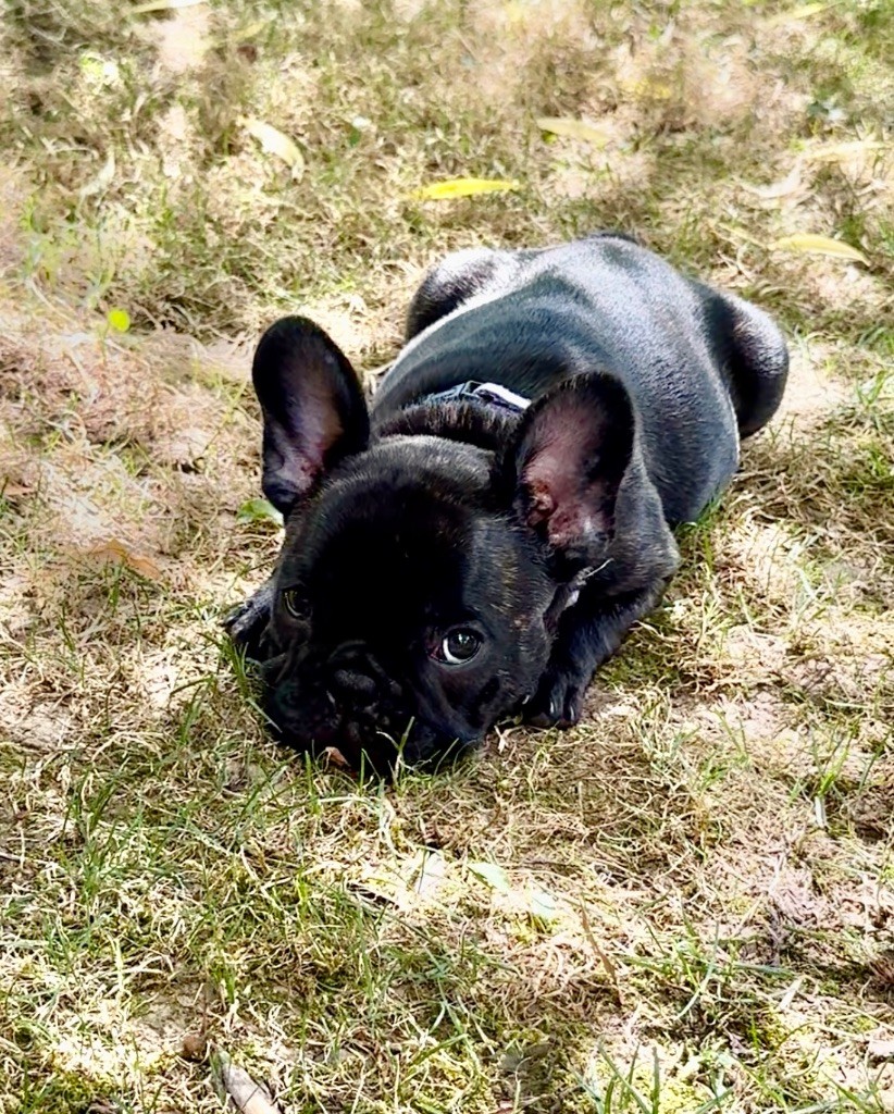 De La Belle Chanel - Bouledogue français - Portée née le 17/05/2025