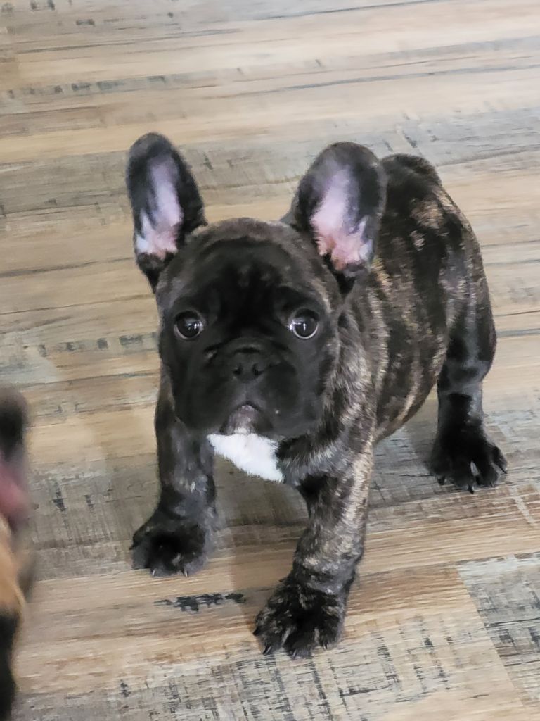 De La Belle Chanel - Bouledogue français - Portée née le 22/08/2022