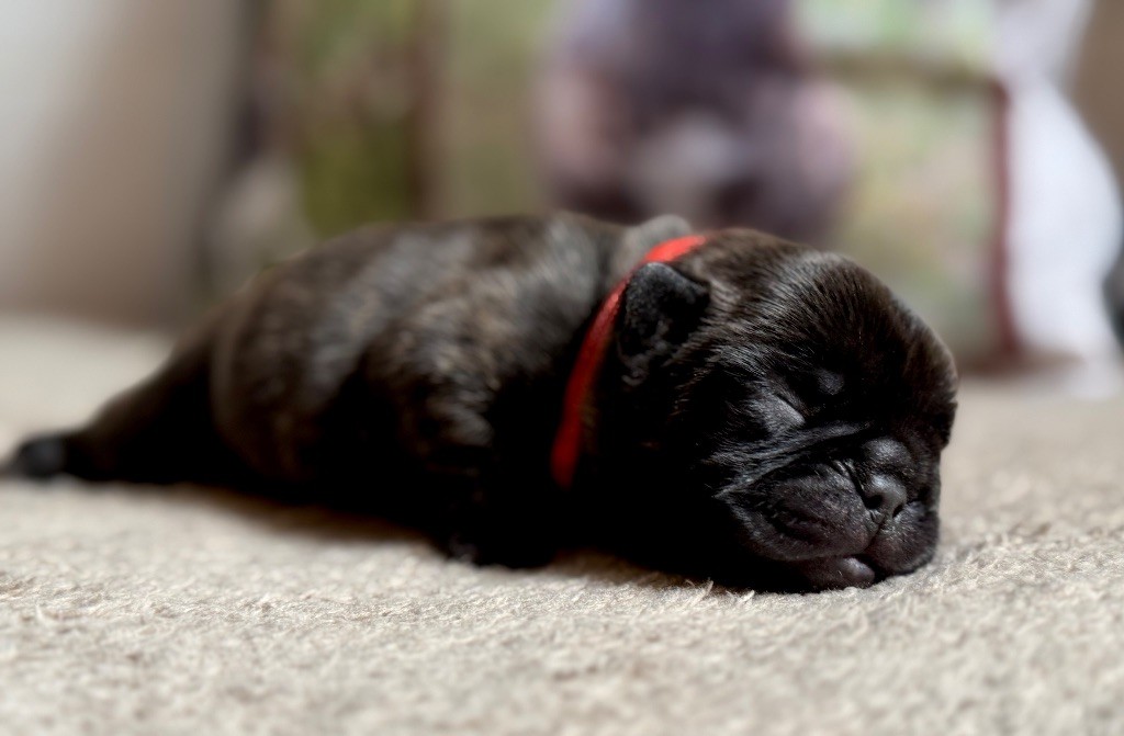 De La Belle Chanel - Chiots disponibles - Bouledogue français