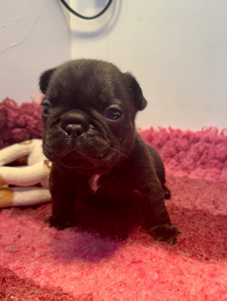 De La Belle Chanel - Chiots disponibles - Bouledogue français