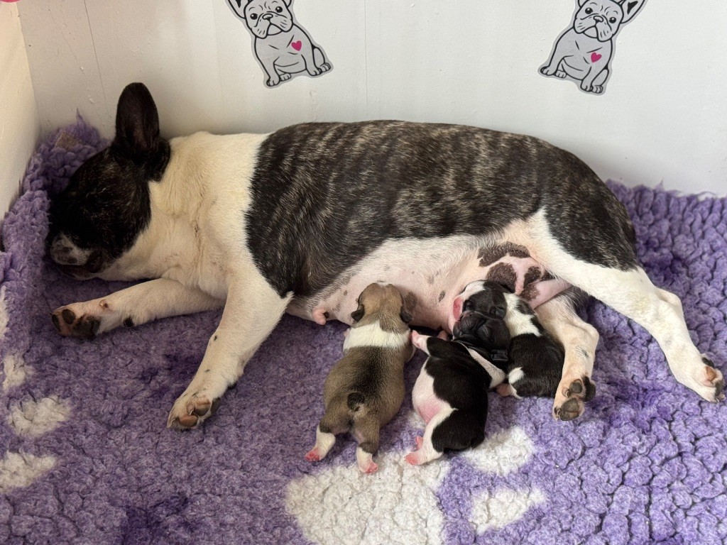 De La Belle Chanel - Bouledogue français - Portée née le 24/09/2025