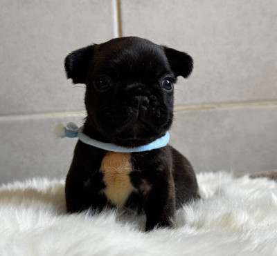 Bonito Max