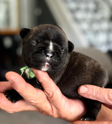 Chiot N°4