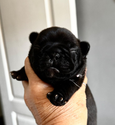 Chiot N°3