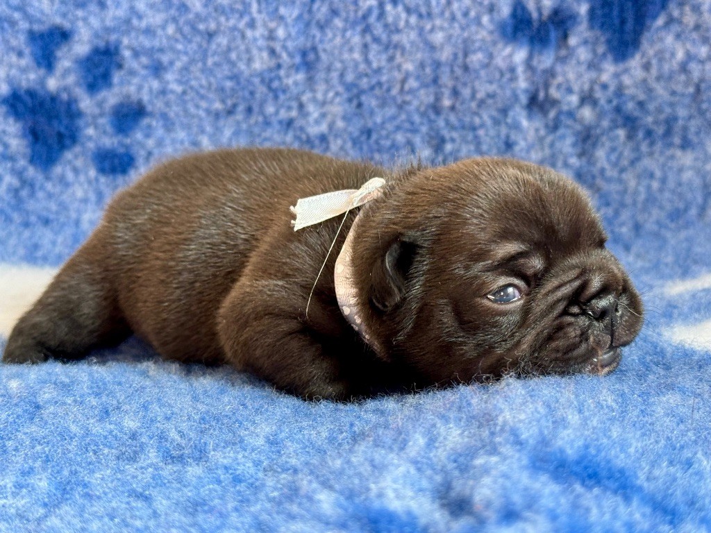 De La Belle Chanel - Chiots disponibles - Bouledogue français