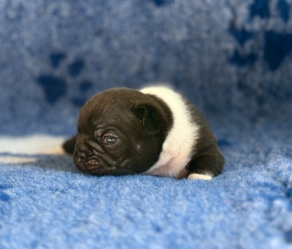 De La Belle Chanel - Chiots disponibles - Bouledogue français