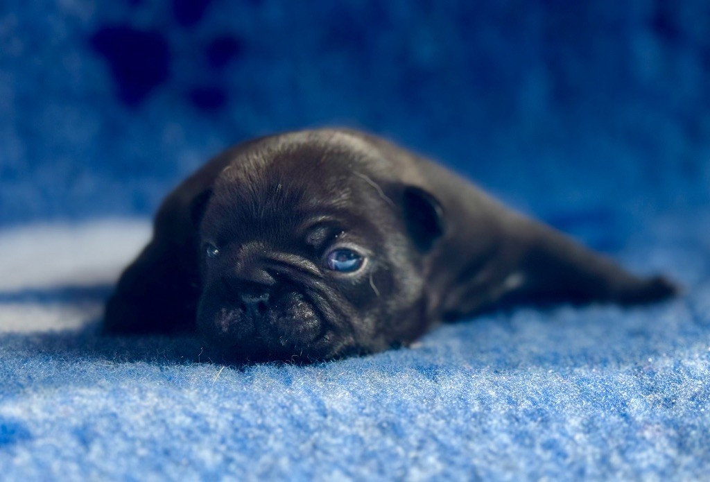 De La Belle Chanel - Chiots disponibles - Bouledogue français