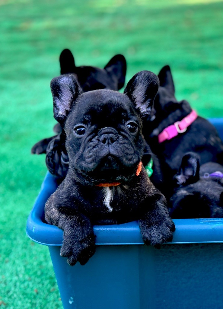 De La Belle Chanel - Chiots disponibles - Bouledogue français