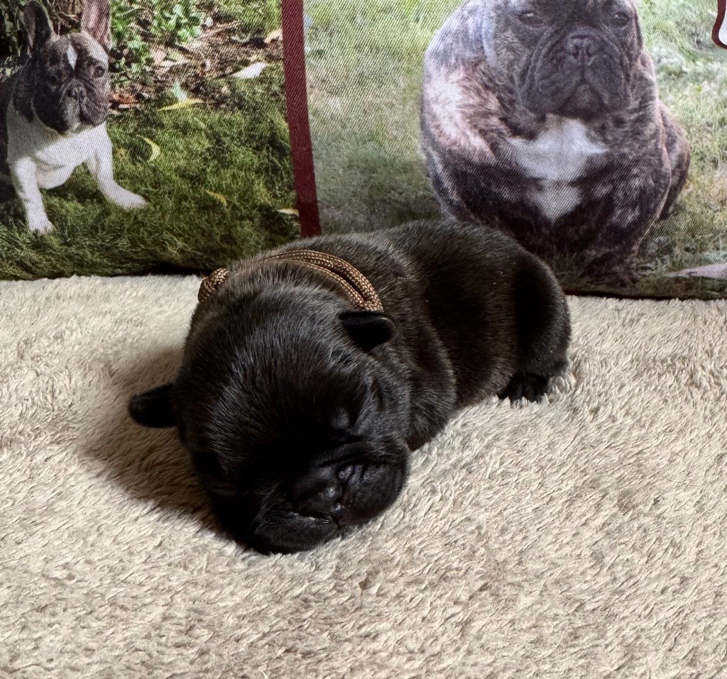De La Belle Chanel - Chiots disponibles - Bouledogue français