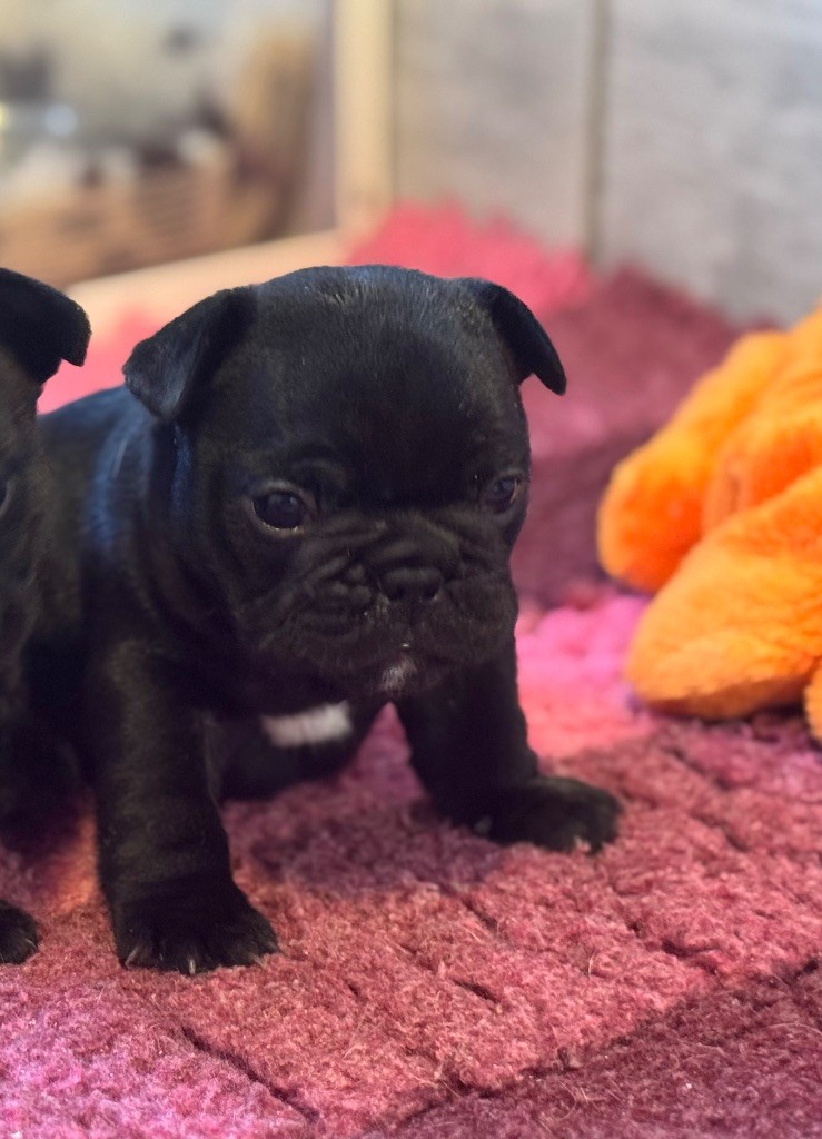 De La Belle Chanel - Bouledogue français - Portée née le 29/09/2025